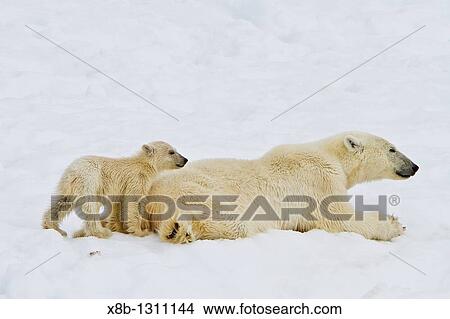 Mother polar bear Ursus maritimus with COY cub-of-year in Holmabukta on the northwest coast of Spitsbergen in the Svalbard Archipelago, Norway View Large Photo Image Picture - Mother polar bear Ursus maritimus with COY cub-of-year in Holmabukta on the northwest coast of Spitsbergen in the Svalbard Archipelago, Norway. Fotosearch
