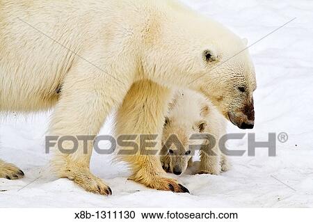 Mother polar bear Ursus maritimus with COY cub-of-year in Holmabukta on the northwest coast of Spitsbergen in the Svalbard Archipelago, Norway View Large Photo Image Stock Image - Mother polar bear Ursus maritimus with COY cub-of-year in Holmabukta on the northwest coast of Spitsbergen in the Svalbard Archipelago, Norway. Fotosearch