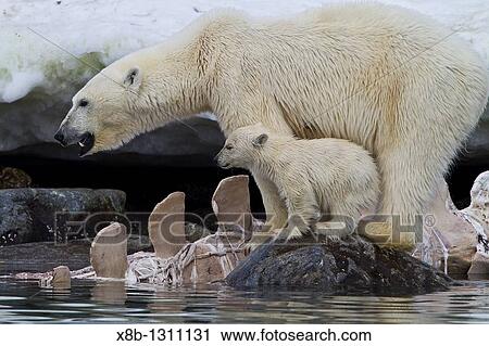 Mother polar bear Ursus maritimus with COY cub-of-year feeding on a fin whale carcass in Holmabukta on the northwest coast of Spitsbergen in the Svalbard Archipelago, Norway View Large Photo Image Stock Image - Mother polar bear Ursus maritimus with COY cub-of-year feeding on a fin whale carcass in Holmabukta on the northwest coast of Spitsbergen in the Svalbard Archipelago, Norway. Fotosearch