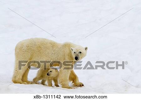 Mother polar bear Ursus maritimus with COY cub-of-year in Holmabukta on the northwest coast of Spitsbergen in the Svalbard Archipelago, Norway View Large Photo Image Stock Image - Mother polar bear Ursus maritimus with COY cub-of-year in Holmabukta on the northwest coast of Spitsbergen in the Svalbard Archipelago, Norway. Fotosearch