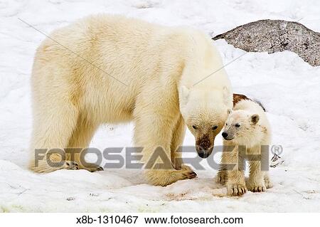 Mother polar bear Ursus maritimus with COY cub-of-year in Holmabukta on the northwest coast of Spitsbergen in the Svalbard Archipelago, Norway View Large Photo Image Stock Photo - Mother polar bear Ursus maritimus with COY cub-of-year in Holmabukta on the northwest coast of Spitsbergen in the Svalbard Archipelago, Norway. Fotosearch