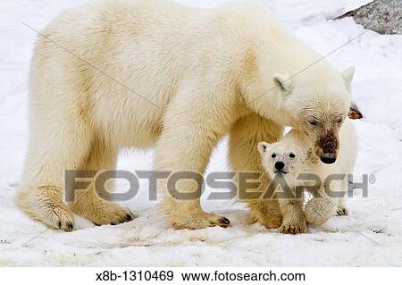 Mother polar bear Ursus maritimus with COY cub-of-year in Holmabukta on the northwest coast of Spitsbergen in the Svalbard Archipelago, Norway View Large Photo Image Stock Photo - Mother polar bear Ursus maritimus with COY cub-of-year in Holmabukta on the northwest coast of Spitsbergen in the Svalbard Archipelago, Norway. Fotosearch
