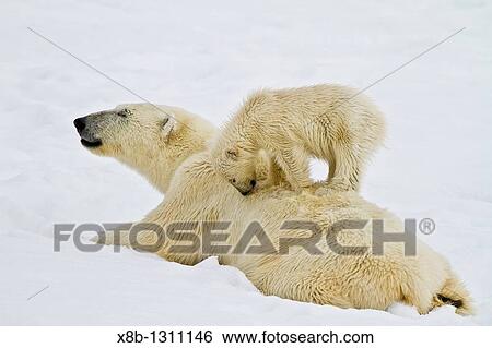 Mother polar bear Ursus maritimus with COY cub-of-year in Holmabukta on the northwest coast of Spitsbergen in the Svalbard Archipelago, Norway View Large Photo Image Stock Photograph - Mother polar bear Ursus maritimus with COY cub-of-year in Holmabukta on the northwest coast of Spitsbergen in the Svalbard Archipelago, Norway. Fotosearch