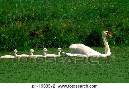 mother swan with 4 little ones View Large Photo Image Stock Image - mother swan with 4 little ones. Fotosearch