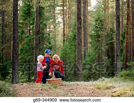 Mother with her two children mushrooming in pine forest. Medle, V? sterbotten, Sweden View Large Photo Image Stock Photo - Mother with her two children mushrooming in pine forest. Medle, V? sterbotten, Sweden. Fotosearch
