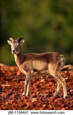 Stock Image - Mouflon. Ovis musimon. Parque Natural de la Sierra de Mariola. Alicante.. Fotosearch