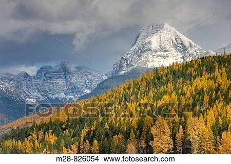 Picture - Mount Brown 2610 m 8563 ft towers above forest dotted with autumn colrs, Glacier National Park Montana USA. Fotosearch