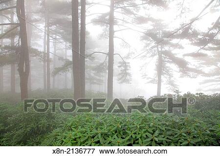 Mount Huangshan, Anhui, China. View Large Photo Image Stock Photo - Mount Huangshan, Anhui, China.. Fotosearch