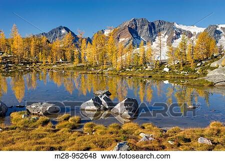 Stock Photo - Mount Macbeth 10020 ft 3054 m and alpine larches Larix lyallii reflected in tarn at Monica Meadows, Purcell Mountains British Columbia. Fotosearch