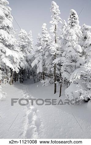 Stock Photo - Mount Osceola Trail on the summit of Mount Osceola in the White Mountains, New Hampshire USA during the winter months. Fotosearch