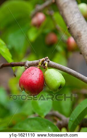 Stock Image - Mountain Apple Tree, Maui Nui Botanical Gardens, Kahului, Maui, Hawaii, USA. Fotosearch