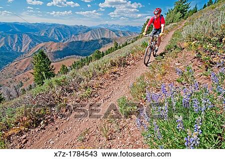 mountain biking the Broadway Saddle Trail on Bald Mountain at Sun Valley Resort near the cities of Ketchum and Sun Valley in central Idaho View Large Photo Image Stock Image - mountain biking the Broadway Saddle Trail on Bald Mountain at Sun Valley Resort near the cities of Ketchum and Sun Valley in central Idaho. Fotosearch