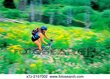 Stock Image - mountain biking the Walstrom HollowTrail through the wildflowers which is located high in The Goose Creek Mountains of southern Idaho.. Fotosearch