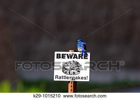 Mountain bluebird Sialia currocoides perched on a warning sign View Large Photo Image Stock Image - Mountain bluebird Sialia currocoides perched on a warning sign. Fotosearch