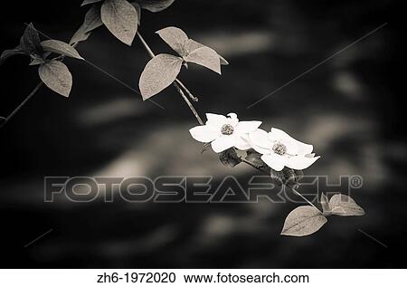 Stock Image - Mountain Dogwood (Cornus nuttallii) above the Merced River, Yosemite National Park, California USA.. Fotosearch