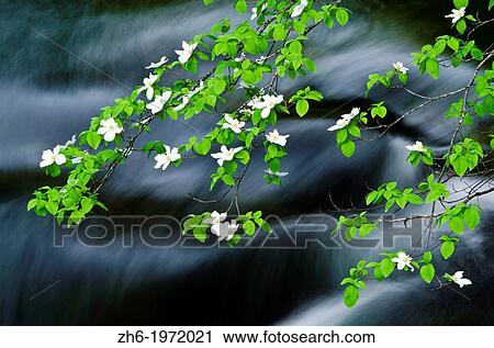 Mountain Dogwood (Cornus nuttallii) above the Merced River, Yosemite National Park, California USA. View Large Photo Image Stock Image - Mountain Dogwood (Cornus nuttallii) above the Merced River, Yosemite National Park, California USA.. Fotosearch