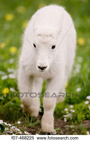 Stock Photography - Mountain Goat Kid (Oreamnos americanus)-Montana- Approximately 2 months old-Range is high mountain ranges from SE Alaska through British Columbia to Washington and the Rockies of Montana and Idaho. Fotosearch