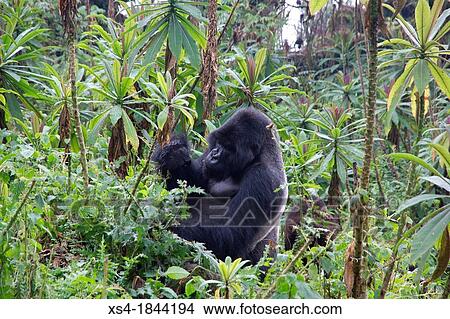 Mountain gorilla, Gorilla beringei beringei, are one of the most endangered species in the world, scientifics estimate that their are only around 700 individuals living in the wild. View Large Photo Image Picture - Mountain gorilla, Gorilla beringei beringei, are one of the most endangered species in the world, scientifics estimate that their are only around 700 individuals living in the wild.. Fotosearch