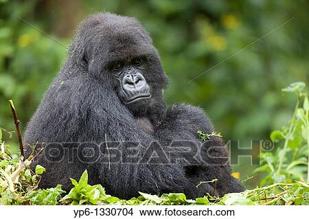 Mountain Gorilla, Gorilla beringei beringei, female sitting in vegetation, Volcanoes National Park, Rwanda View Large Photo Image Picture - Mountain Gorilla, Gorilla beringei beringei, female sitting in vegetation, Volcanoes National Park, Rwanda. Fotosearch