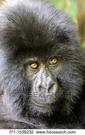 Mountain Gorilla Gorilla beringei beringei in Volcanoes National Park in north-west Rwanda View Large Photo Image Stock Image - Mountain Gorilla Gorilla beringei beringei in Volcanoes National Park in north-west Rwanda. Fotosearch
