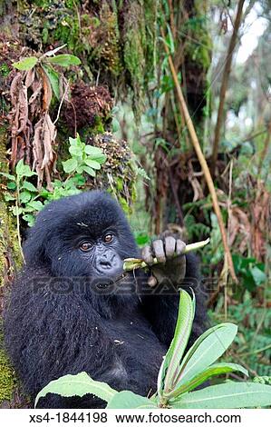 Mountain gorilla, Gorilla beringei beringei, are one of the most endangered species in the world, scientifics estimate that their are only around 700 individuals living in the wild. View Large Photo Image Stock Photo - Mountain gorilla, Gorilla beringei beringei, are one of the most endangered species in the world, scientifics estimate that their are only around 700 individuals living in the wild.. Fotosearch