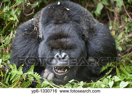 Mountain Gorilla, Gorilla beringei beringei, portrait of a silverback showing teeth, Volcanoes National Park, Rwanda View Large Photo Image Stock Photograph - Mountain Gorilla, Gorilla beringei beringei, portrait of a silverback showing teeth, Volcanoes National Park, Rwanda. Fotosearch