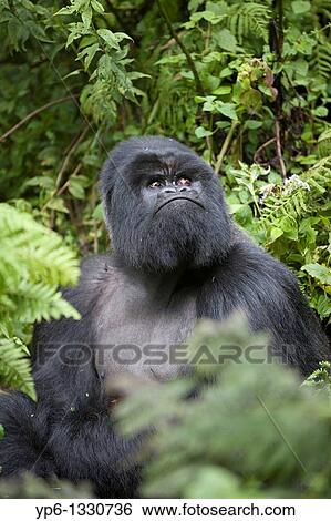 Stock Photograph - Mountain Gorilla, Gorilla beringei beringei, silverback sitting in vegetation, Volcanoes National Park, Rwanda. Fotosearch