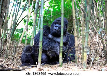 Mountain Gorilla Gorilla beringei beringei, Parc National de Volcans, Rwanda View Large Photo Image Stock Photography - Mountain Gorilla Gorilla beringei beringei, Parc National de Volcans, Rwanda. Fotosearch
