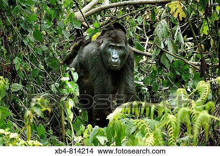 Mountain Gorilla (Gorilla gorilla beringei), Bwindi Impenetrable Forest, Uganda View Large Photo Image Picture - Mountain Gorilla (Gorilla gorilla beringei), Bwindi Impenetrable Forest, Uganda. Fotosearch
