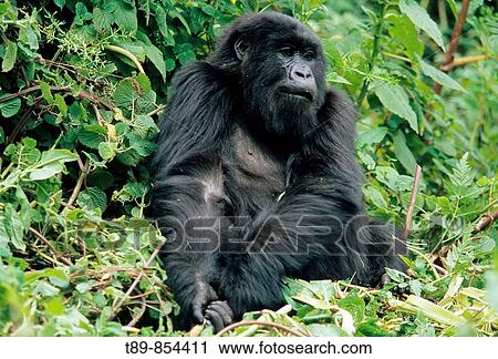 Mountain Gorilla, Gorilla gorilla beringei View Large Photo Image Stock Image - Mountain Gorilla, Gorilla gorilla beringei. Fotosearch