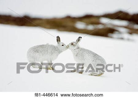 Picture - Mountain Hare (Lepus timidus) two animals in white winter pelage (coat) touching noses in form of greeting. Scotland.. Fotosearch