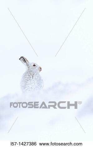 Mountain Hare, Snowshoe Hare, Schneehase, Lepus timidus, Cairngorms NP, Schottland View Large Photo Image Stock Photograph - Mountain Hare, Snowshoe Hare, Schneehase, Lepus timidus, Cairngorms NP, Schottland. Fotosearch