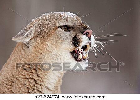 Mountain Lion (Felis concolor) in a game farm. Minnesota. USA View Large Photo Image Picture - Mountain Lion (Felis concolor) in a game farm. Minnesota. USA. Fotosearch