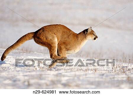 Mountain Lion (Felis concolor) in a game farm. Minnesota. USA View Large Photo Image Stock Image - Mountain Lion (Felis concolor) in a game farm. Minnesota. USA. Fotosearch