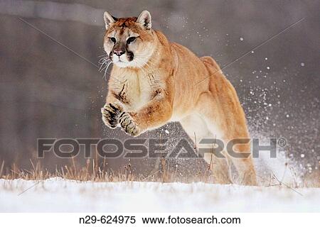 Mountain Lion (Felis concolor) in a game farm. Minnesota. USA View Large Photo Image Stock Photography - Mountain Lion (Felis concolor) in a game farm. Minnesota. USA. Fotosearch
