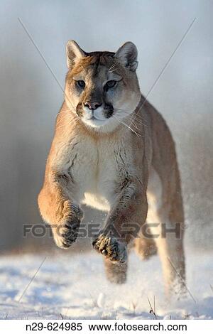 Stock Photography - Mountain Lion (Felis concolor) in a game farm. Minnesota. USA. Fotosearch