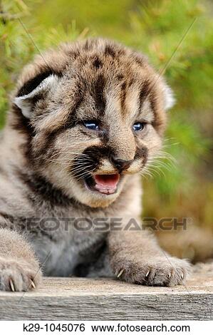 Mountain lion Felis concolor kitten View Large Photo Image Stock Photograph - Mountain lion Felis concolor kitten. Fotosearch