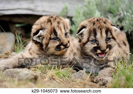 Mountain lion Felis concolor kittens View Large Photo Image Stock Image - Mountain lion Felis concolor kittens. Fotosearch