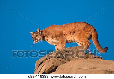 Stock Image - Mountain Lion (Felis concolor). Fotosearch