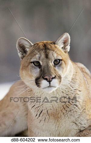 Mountain Lion (Felis concolor) View Large Photo Image Stock Image - Mountain Lion (Felis concolor). Fotosearch