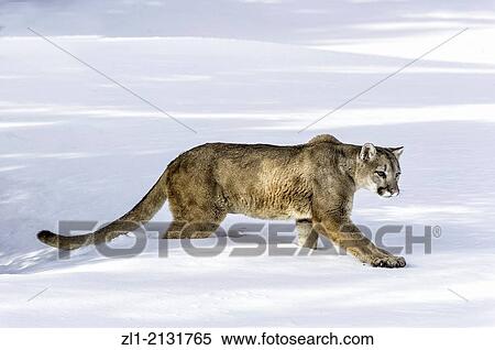 Stock Photography - Mountain Lion Puma concolor couguar in snow, winter, captive. Bozeman, Montana. Fotosearch