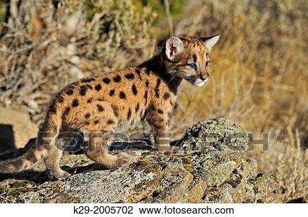 Mountain lion, Puma, Cougar (Puma concolor) kitten in late autumn mountain habitat, Bozeman, Montana, USA. View Large Photo Image Stock Image - Mountain lion, Puma, Cougar (Puma concolor) kitten in late autumn mountain habitat, Bozeman, Montana, USA.. Fotosearch
