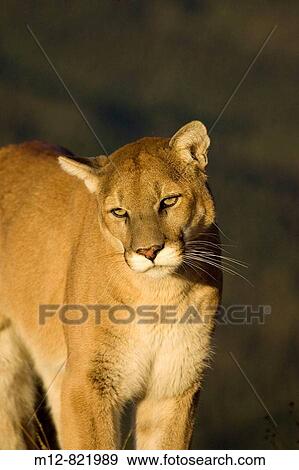Mountain Lion stands on a rocky outcrop View Large Photo Image Stock Photo - Mountain Lion stands on a rocky outcrop. Fotosearch