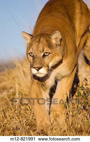 Mountain Lion walks along hillside edge View Large Photo Image Stock Image - Mountain Lion walks along hillside edge. Fotosearch