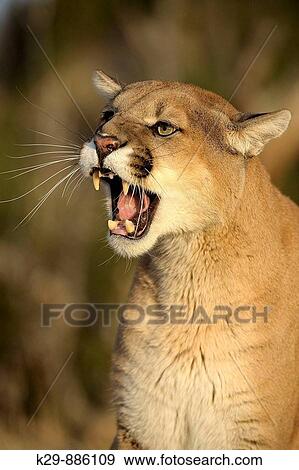 Stock Photo - Mountain lion/Cougar/Puma Felis concolor- captive. Fotosearch