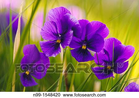 Mountain pansy Viola lutea ssp lutea, purple colour form, Vosges, Alsace, France View Large Photo Image Stock Image - Mountain pansy Viola lutea ssp lutea, purple colour form, Vosges, Alsace, France. Fotosearch
