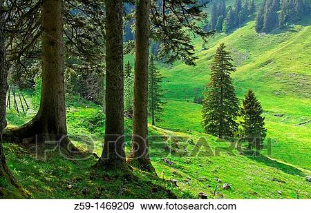mountain pastures near lake samtisersee - alpstein mountain range - canton of appenzell-innerrhoden - switzerland View Large Photo Image Stock Photo - mountain pastures near lake samtisersee - alpstein mountain range - canton of appenzell-innerrhoden - switzerland. Fotosearch