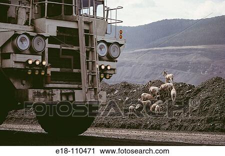Mountain sheep grazing on waste coal beside busy mine access road, Elkford. Brisith Columbia, Canada View Large Photo Image Stock Image - Mountain sheep grazing on waste coal beside busy mine access road, Elkford. Brisith Columbia, Canada. Fotosearch