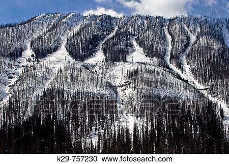Mountain slopes with lodgepole pine forest burned by 2003 fire. Kootenay National Park, British Columbia View Large Photo Image Stock Image - Mountain slopes with lodgepole pine forest burned by 2003 fire. Kootenay National Park, British Columbia. Fotosearch