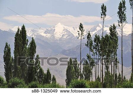 Mountain view in Leh. Ladakh, Jammu and Kashmir, India View Large Photo Image Stock Photo - Mountain view in Leh. Ladakh, Jammu and Kashmir, India. Fotosearch